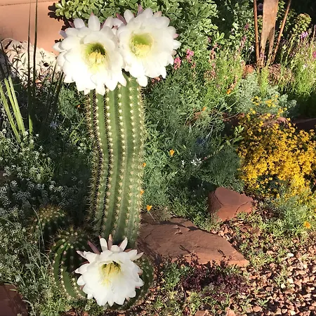 Casa Sedona Inn (Adults Only)-3